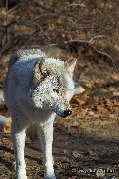 Arctic Wolf 057